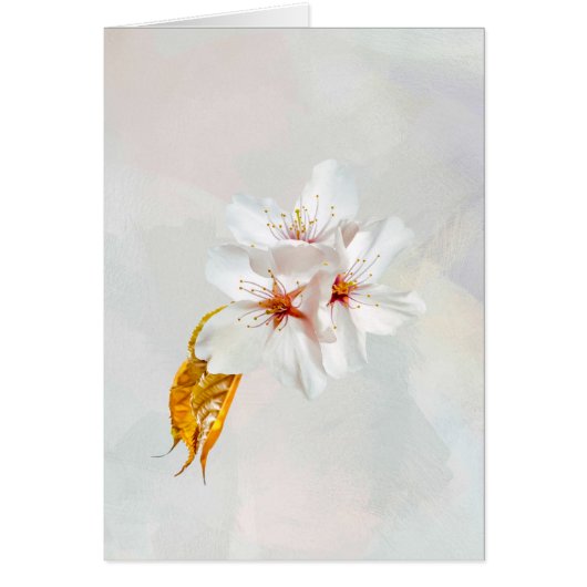 Sakura - Japanese cherry blossom Cards (Front)