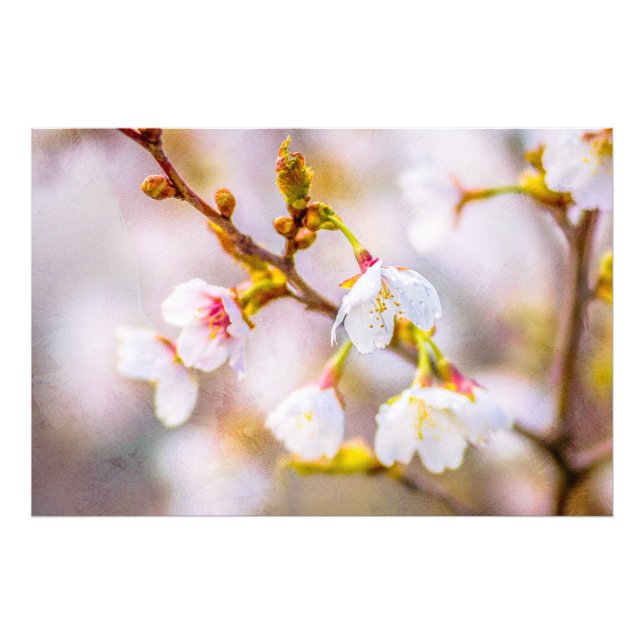Sakura - Japanese Cherry Blossom Photo Print (Front)