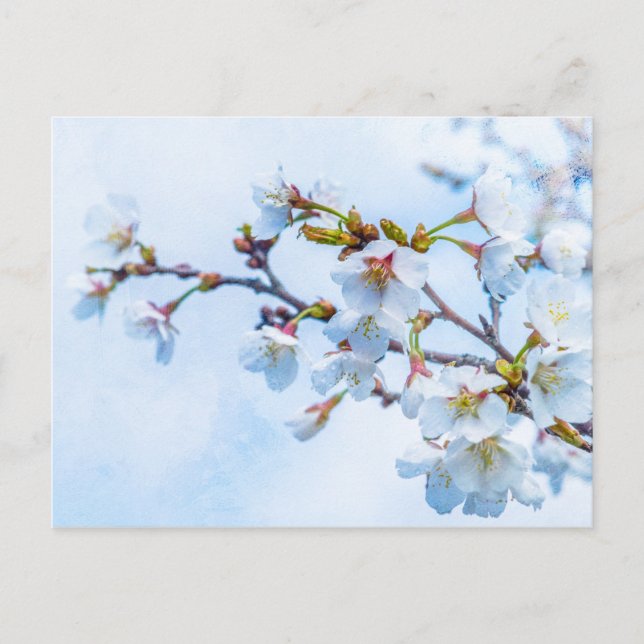Sakura - Japanese Cherry Blossom Postcard (Front)