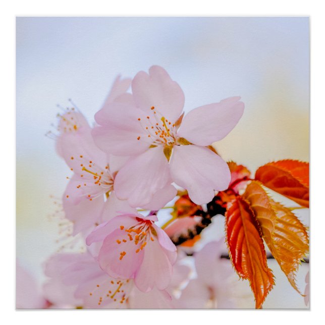 Sakura - Japanese cherry blossom Poster (Front)
