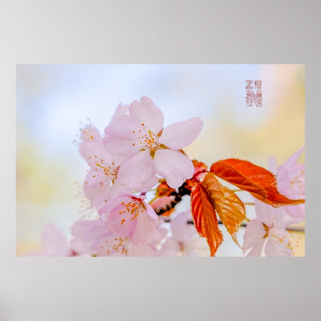 Sakura - Japanese cherry blossom Poster (Front)