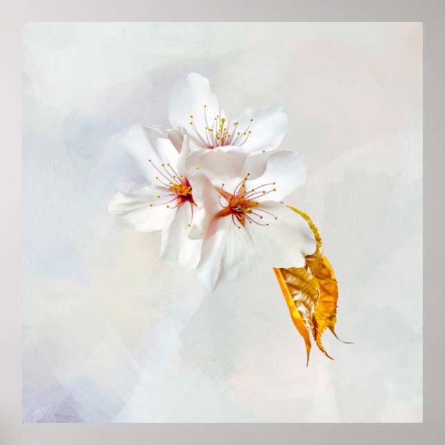 Sakura - Japanese cherry blossom Poster (Front)