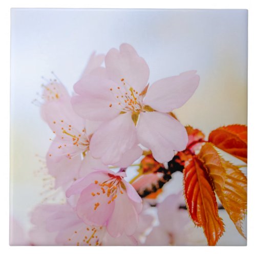 Sakura _ Japanese cherry blossom Tile