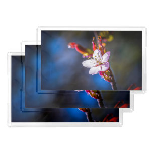 Sakura - Japanese cherry flower Acrylic Tray
