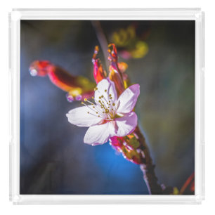 Sakura - Japanese cherry flower Acrylic Tray