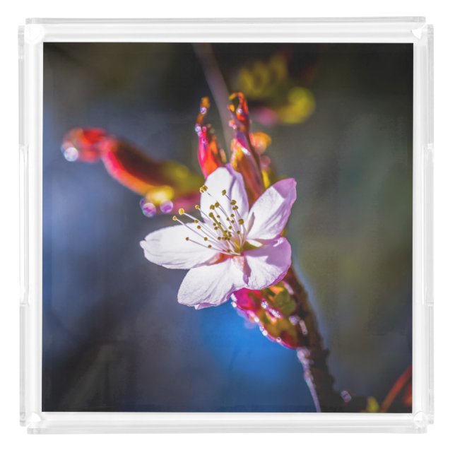 Sakura - Japanese cherry flower Acrylic Tray (Front)