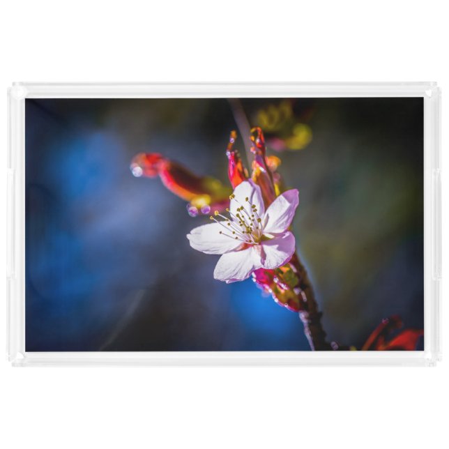 Sakura - Japanese cherry flower Acrylic Tray (Front)