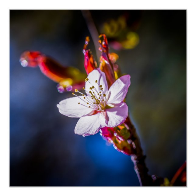 Sakura - Japanese cherry flower Poster (Front)