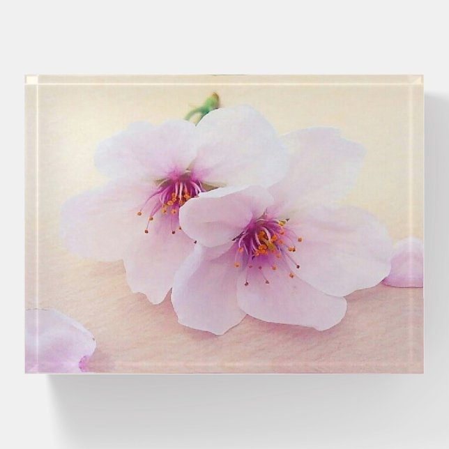 Sakura Paperweight (Front)