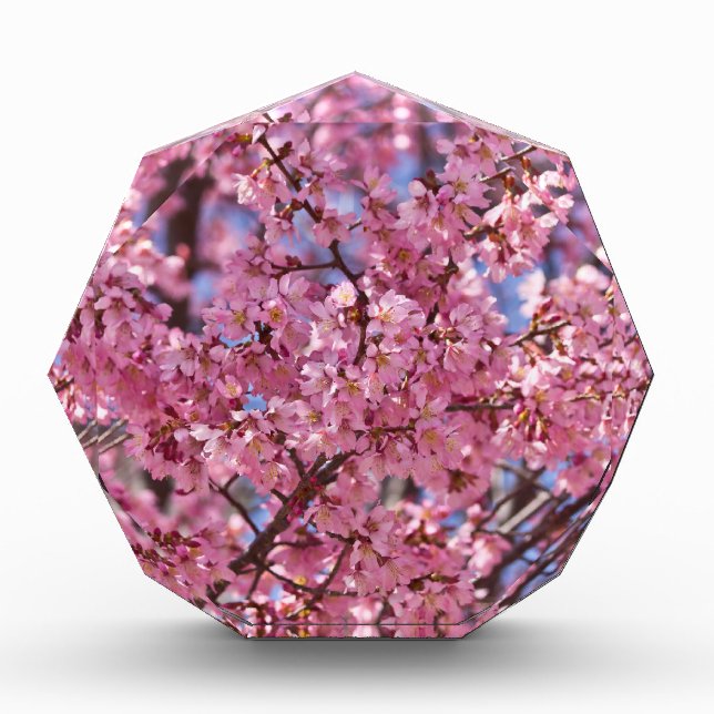 Sakura Pink Cherry Blossom Sky Award (Front)