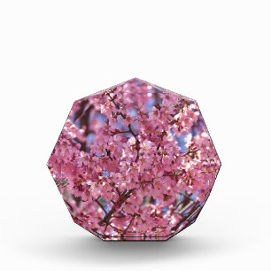 Sakura Pink Cherry Blossom Sky Award