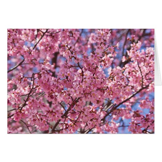 Sakura Pink Cherry Blossom Sky Cards (Front Horizontal)