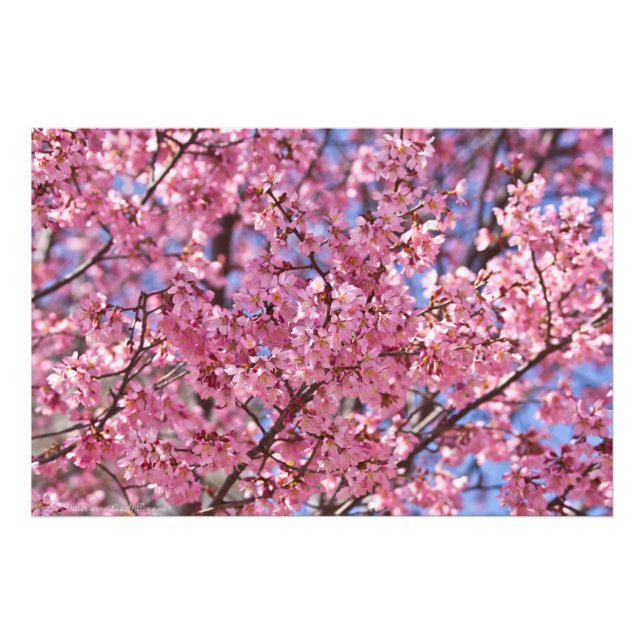 Sakura Pink Cherry Blossom Sky Photo Print (Front)