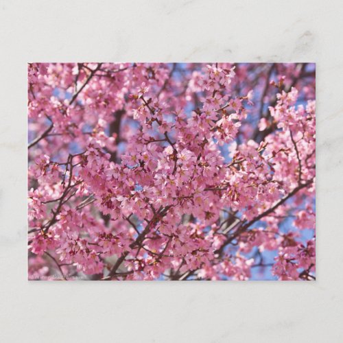 Sakura Pink Cherry Blossom Sky Postcard