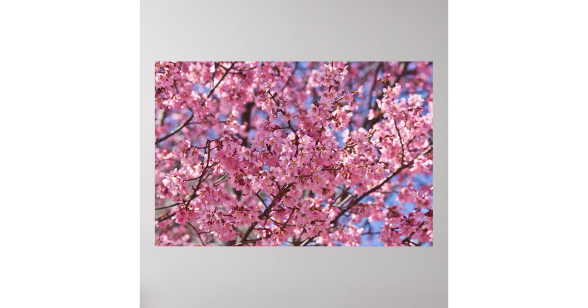 Sakura Pink Cherry Blossom Sky Poster | Zazzle
