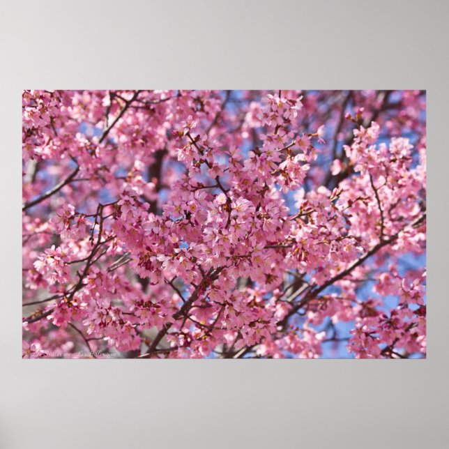 Sakura Pink Cherry Blossom Sky Poster (Front)