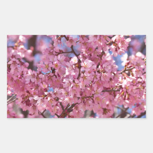 Sakura Pink Cherry Blossom Sky Rectangular Sticker