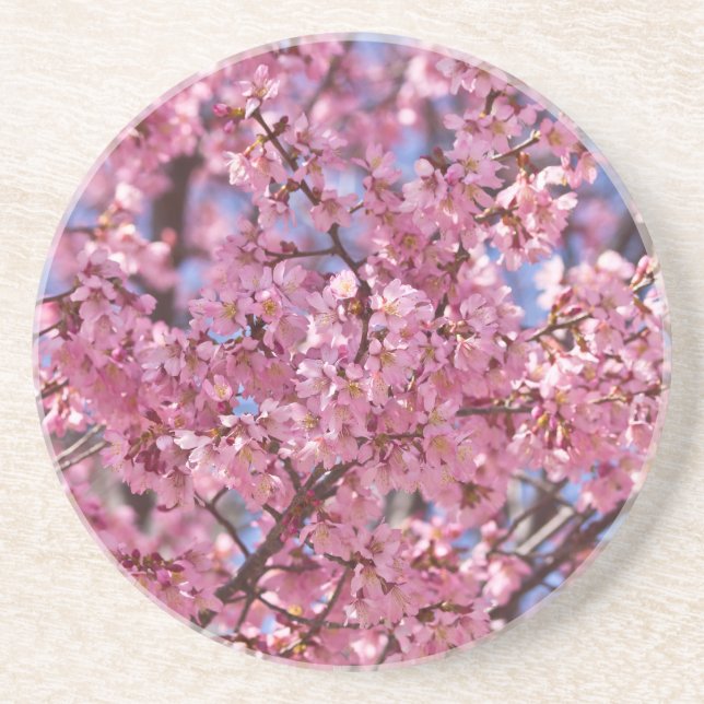Sakura Pink Cherry Blossom Sky Sandstone Coaster (Front)