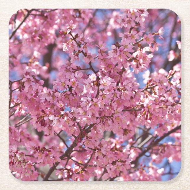 Sakura Pink Cherry Blossom Sky Square Paper Coaster (Front)