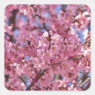 Sakura Pink Cherry Blossom Sky Square Sticker