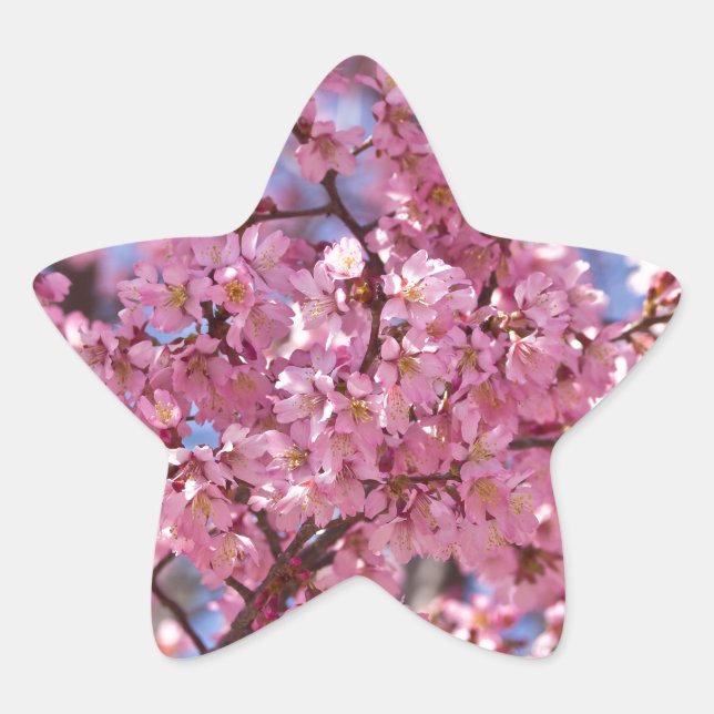 Sakura Pink Cherry Blossom Sky Star Sticker (Front)