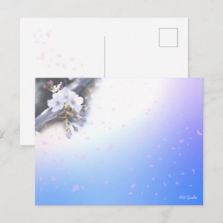 Sakura Season Postcard