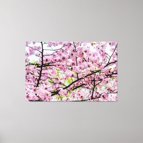 Sakura Tree In Full Pink Bloom In Springtime Canvas Print