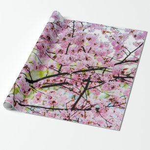 Sakura Tree In Full Pink Bloom In Springtime Wrapping Paper