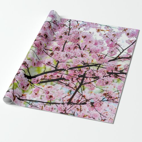 Sakura Tree In Full Pink Bloom In Springtime Wrapping Paper