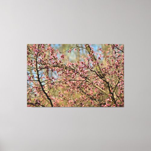 Sakura Tree Is Ready To Bloom In Spring Garden Canvas Print