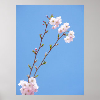 Sakura twig with a blue sky poster