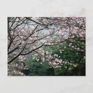 Sakura XXX Postcard