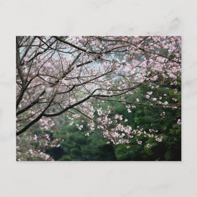 Sakura XXX Postcard (Front)