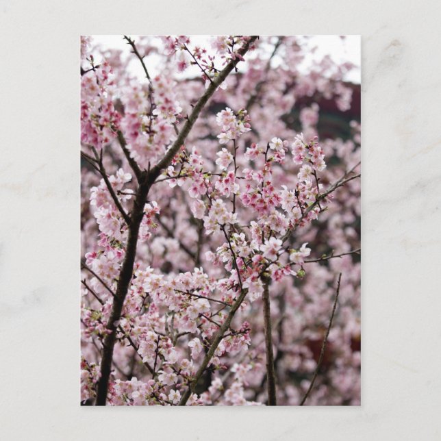 Sakura XXXX Postcard (Front)
