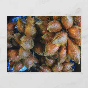 Salak [Snake Fruit] Postcard