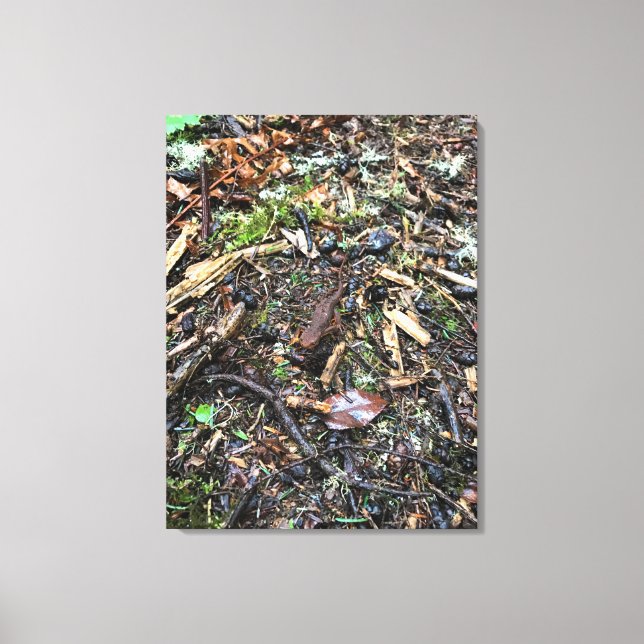 Salamander in the Forest, Washington Canvas Print (Front)