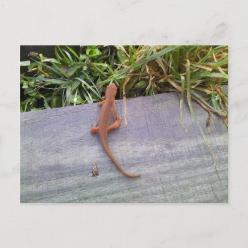 Salamander Postcard