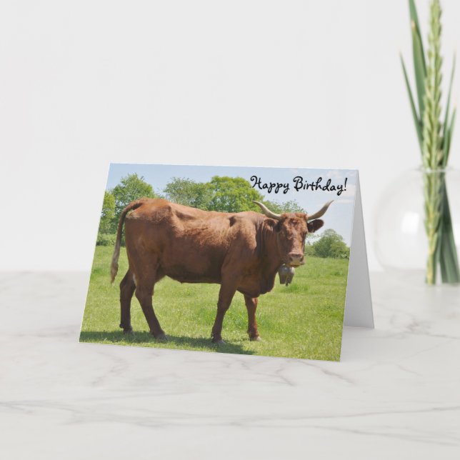 Salers cow birthday card (Front)