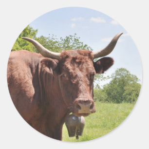 Salers cow sticker