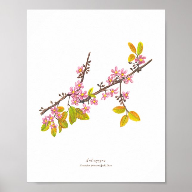 Salingogon (Cratoxylum formosum) Ph Forest Blooms Poster (Front)