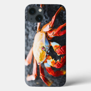 Sally lightfoot crab on a black lava rock iPhone 13 case