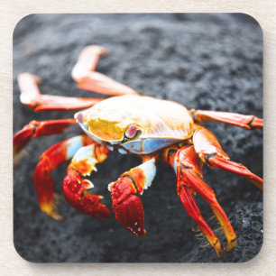 Sally lightfoot crab on a black lava rock coaster