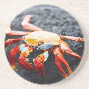 Sally lightfoot crab on a black lava rock drink coaster