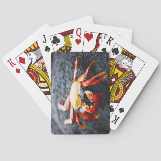 Sally lightfoot crab on a black lava rock poker cards