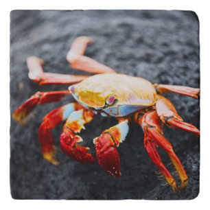 Sally lightfoot crab on a black lava rock trivet