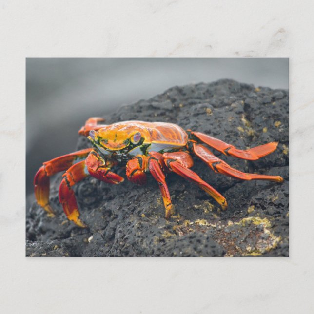 Sally Lightfoot Crab Postcard (Front)