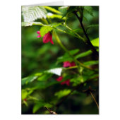 Salmon Berry (Front)