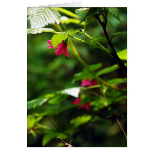 Salmon Berry Cards (Front)