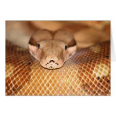 Salmon Boa Card (Front Horizontal)