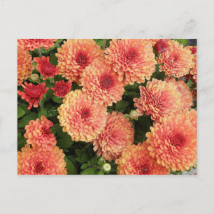 Salmon Colored Mums Postcard